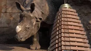Thumbnail: Tour of Rhino Pagoda at Zoo Berlin