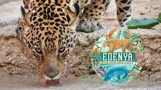 Thumbnail: Edenya at Pairi Daiza - The World's Largest Tropical Greenhouse