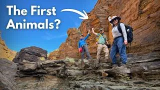 Thumbnail: These Rocks Record the Origin of Animals | Namibia's Ediacaran-Cambrian Transition