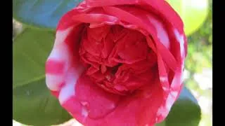Thumbnail: GermanOperaSinger sings from La Boheme and L'arlesiana