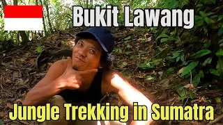 Thumbnail: Bukit Lawang Orangutan Jungle Trek