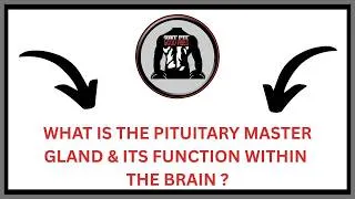 Thumbnail: What is the Pituitary Gland & Its Function Within The Brain ? | GFGV