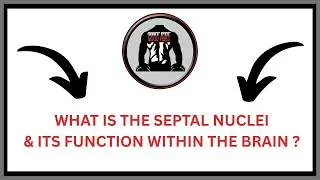 Thumbnail: What is the Septal Nuclei & Its Function Within The Brain ? | GFGV