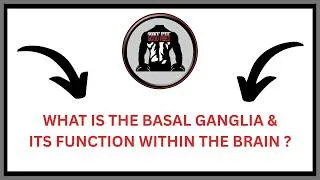 Thumbnail: What is the Basal Ganglia & Its Function Within The Brain ? | GFGV