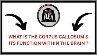 Thumbnail: What is the Corpus Callosum & Its Function Within The Brain ? | GFGV