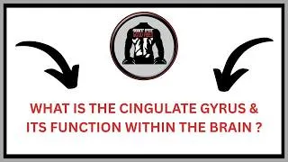 Thumbnail: What Is The Cingulate Gyrus & Its Function Within The Brain ? | GFGV