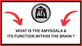 Thumbnail: What Is The Amygdala & Its Function Within the Brain? | GFGV