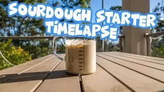 Thumbnail: Sourdough Starter Timelapse