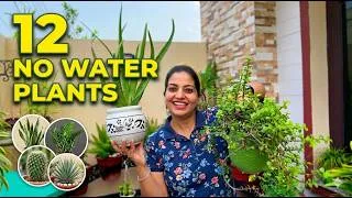 Thumbnail: Bina Paani! 🥵 12 Hardy Plants Jo Kabhi Nahi Sookhenge