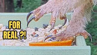 Thumbnail: An Unexpected Feeder Guest...