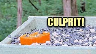 Thumbnail: So THIS Is Who Keeps Eating the Oranges