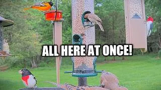 Thumbnail: Grosbeaks, Oriole & Red-Headed Woodpecker - All at Once