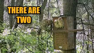 Thumbnail: There Are TWO Owlets Now… And Squirrel for Lunch!