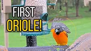 Thumbnail: First Baltimore Oriole of the Season at Live Feeder Cam | Spring Arrival