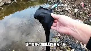 Thumbnail: Title (English