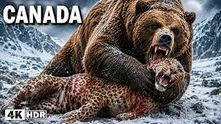 Thumbnail: WILD CANADA: When the Wild Begins to Disappear | 4K Wildlife Documentary