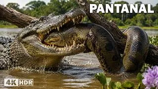 Thumbnail: WILD PANTANAL: When the Water Disappears | 4k Wildlife Documentary