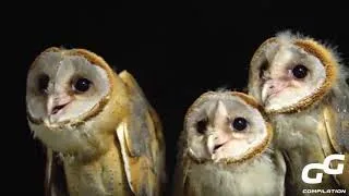Thumbnail: Funny OWL Moments