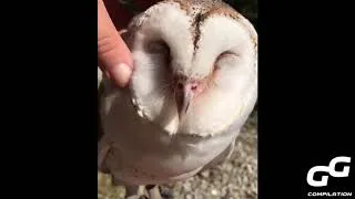 Thumbnail: Owls are Awesome Compilation New Clips 2022