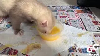 Thumbnail: Ferrets are Awesome Compilation New Clips 2022