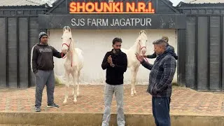 Thumbnail: ਸ਼ੋਂਕੀ ਐਨਆਰਆਈ ਵੀਰ ਦੇ ਸ਼ੌਕ || Shonki NRI veer || SJS jagatpur stud farm || 