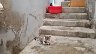 Thumbnail: Kitten eating food