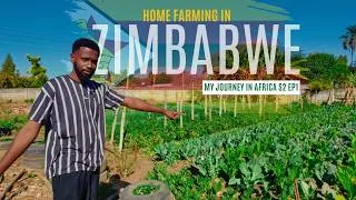 Thumbnail: Home Farming in Zimbabwe 🇿🇼 | My Journey in Africa S2 EP1 | DJI Osmo Pocket 3