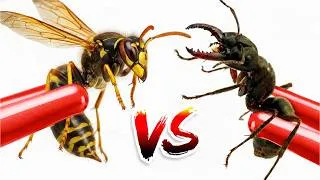 Thumbnail: Simulating 1000 Crazy Ants and 1000 Bees // I Tried Simulating Them for 200 Days // ANTTREK