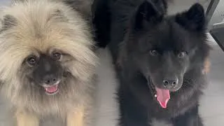 Thumbnail: Keeshond Ginga and Eurasier Yuzu: 2023-2024