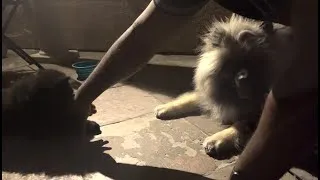 Thumbnail: Meet Yuzu, the Eurasier - First Day at Home with Ginga the Keeshond