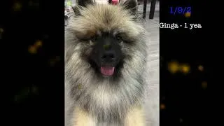 Thumbnail: Keeshond Puppy Ginga : 8 Weeks to 1 year (Happy Birthday!)