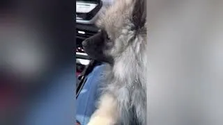 Thumbnail: Adorable 13 week old Keeshond Puppy looking for his missing human🤔🐾😢