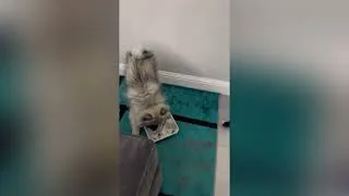 Thumbnail: 14 week old Keeshond Puppy: Ginga vs Paper cup tray!