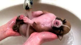 Thumbnail: These Animal's Adorable First Bath, Their Reaction Is Priceless!