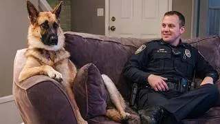 Thumbnail: These Overdramatic Police Dogs Who Deserve an Oscar 😂 Funny German Shepherd Videos