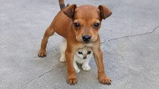Thumbnail: When Dogs and Cats Play, Protect Each Other Like Siblings ❤️
