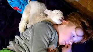Thumbnail: These Little Lambs Are Too Innocent For This World! ❤️