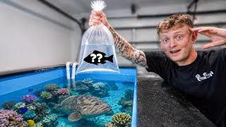 Thumbnail: BUYING FISH FOR MY SALT WATER POND!