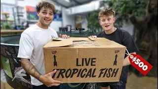 Thumbnail: BUYING NEW EXOTIC FISH FOR MY POND!!