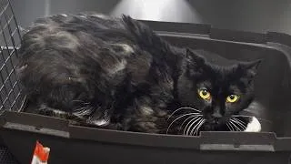 Thumbnail: One Groom Changed This Cat's Life