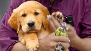 Thumbnail: This Puppy Made My Job Impossible