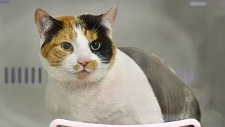 Thumbnail: 100% Certified Chonk