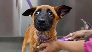 Thumbnail: Groom a Litter of Belgian Malinois, They Said. It'll Be Fun...They Said.