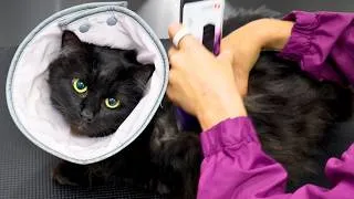 Thumbnail: Her Fur Was Cemented to Her Skin...Grooming Was Terrifying
