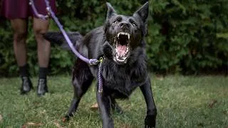 Thumbnail: Everyone's Been Asking To See My German Shepherd...