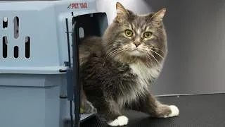 Thumbnail: This Cat Groom Was Almost TOO Easy