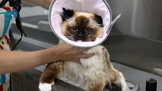 Thumbnail: After Thousands Of Cats...This Is a First