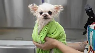 Thumbnail: The Worlds Most Pitiful Little Pomeranian 😂