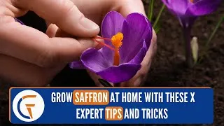 Thumbnail: Grow Saffron at Home with These Expert Tips and Tricks