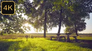 Thumbnail: Nature Sounds  - Singing Birds - Beautiful Forest. HD Ambient Soundscape - Relax, Study, Meditate
